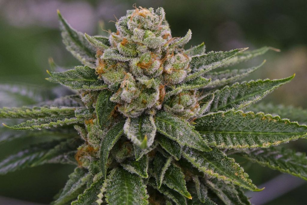 How to Use Hemp Flower? How to Use Hemp Flower?