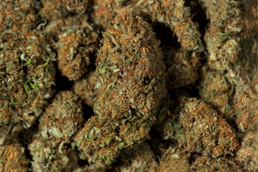 The Different Types of CBD Flower The Different Types of CBD Flower