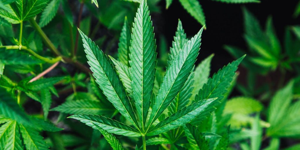 Buy Cannabis Strain | Medical & Recreational Cannabis Dispensary Buy Cannabis Strain | Medical & Recreational Cannabis Dispensary