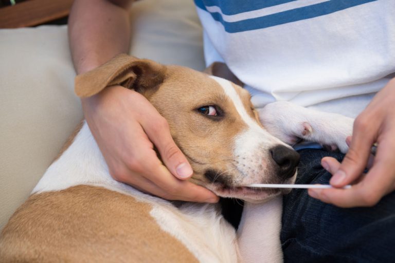 Fastest Dog DNA Test to Know Your Dog’s Breed