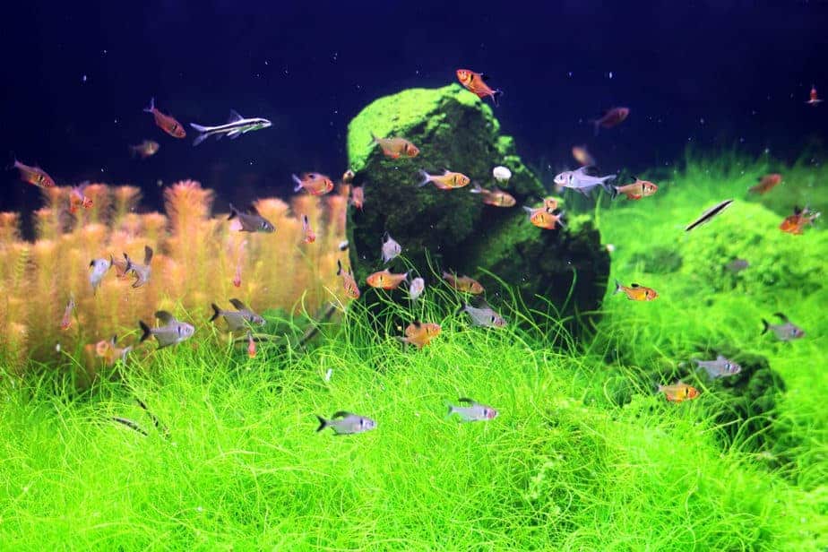 aquarium carpet plants