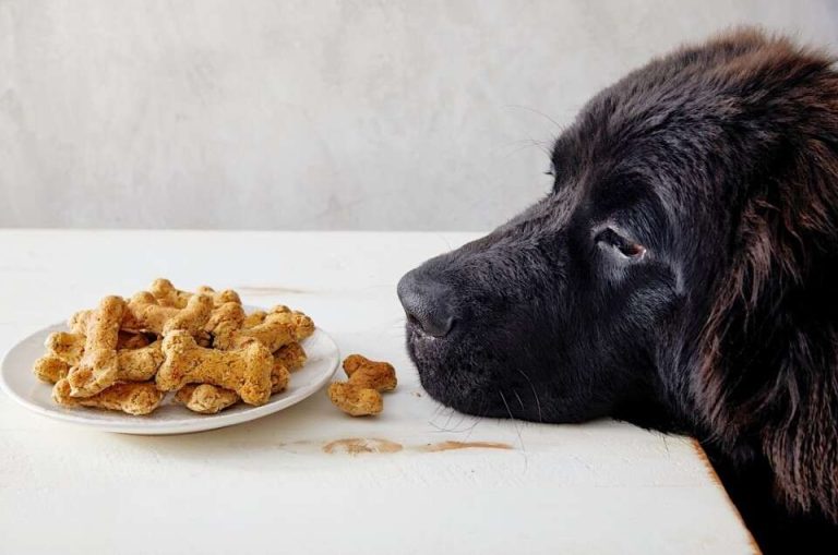 Can CBD dog treats help with digestive issues in dogs?