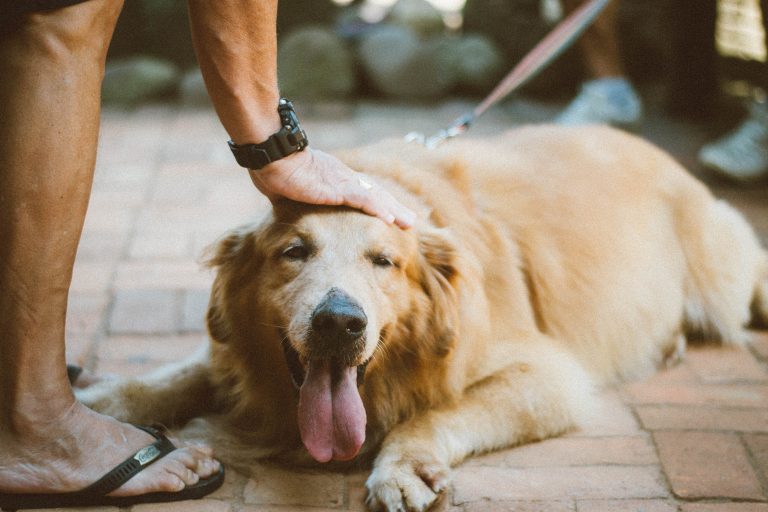 Pawsitively Healthy: Simple Steps to Support Your Dog’s Well-Being