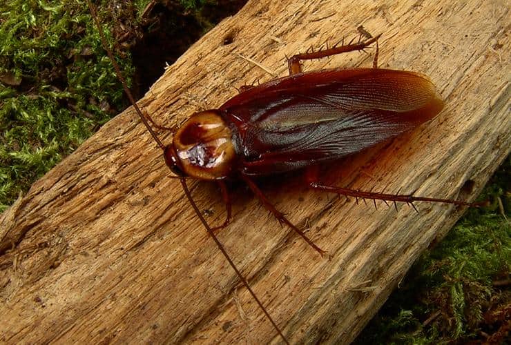 Effective Methods for Managing Outdoor Cockroaches in Arizona