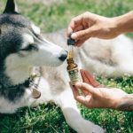 Canine Wellness Unleashed: The Power of CBD Oil for Your Furry Friend