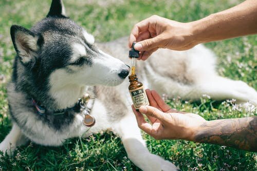 Canine Wellness Unleashed: The Power of CBD Oil for Your Furry Friend