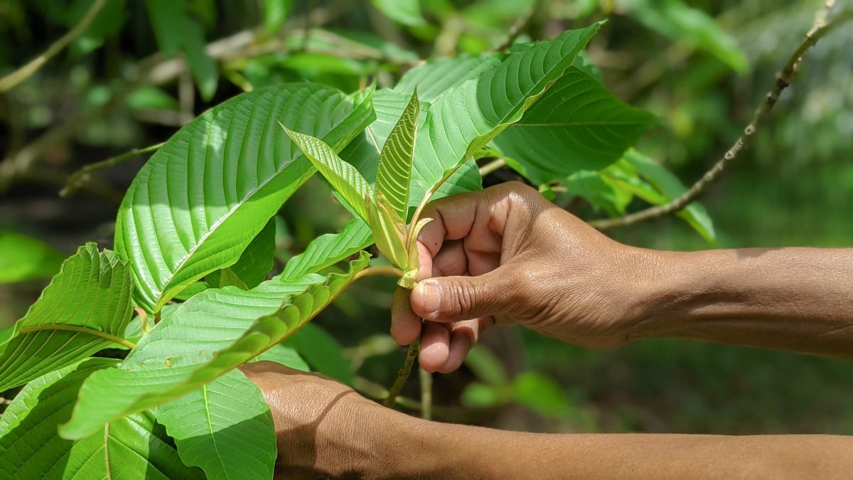 Kratom Strains for Energy