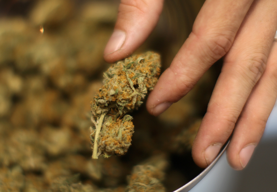 How should one select premium cannabis stores around Canada?