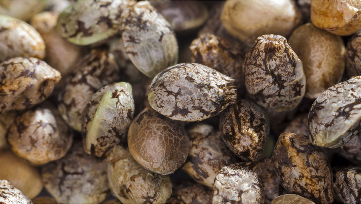cannabis seeds 